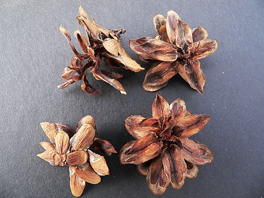 {Tsuga caroliniana}